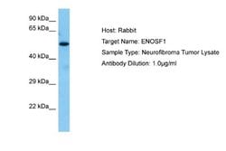 ENOSF1 Antibody, Novus Biologicals 100 &mu;L | Buy Online | Novus Biologicals | Fisher Scientific